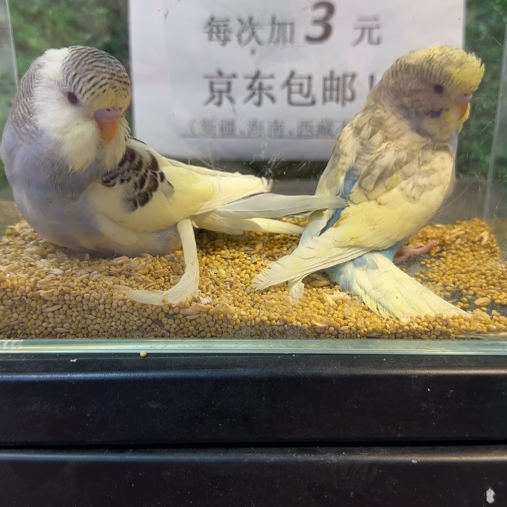 虎皮鹦鹉大头虎皮鹦鹉