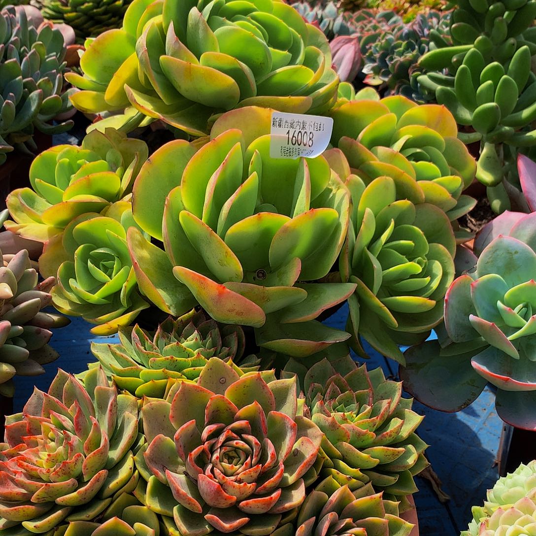 龙***风碧桃16008多肉多肉