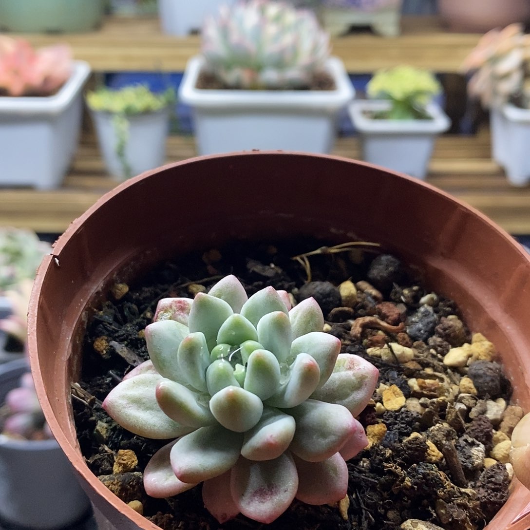 22123 香奈儿锦多肉