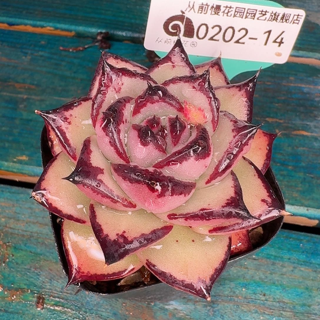 从前慢花园东云系多肉0202-14