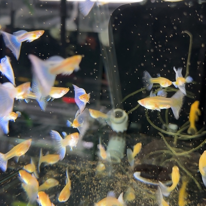 孔雀鱼紫白飞船3对