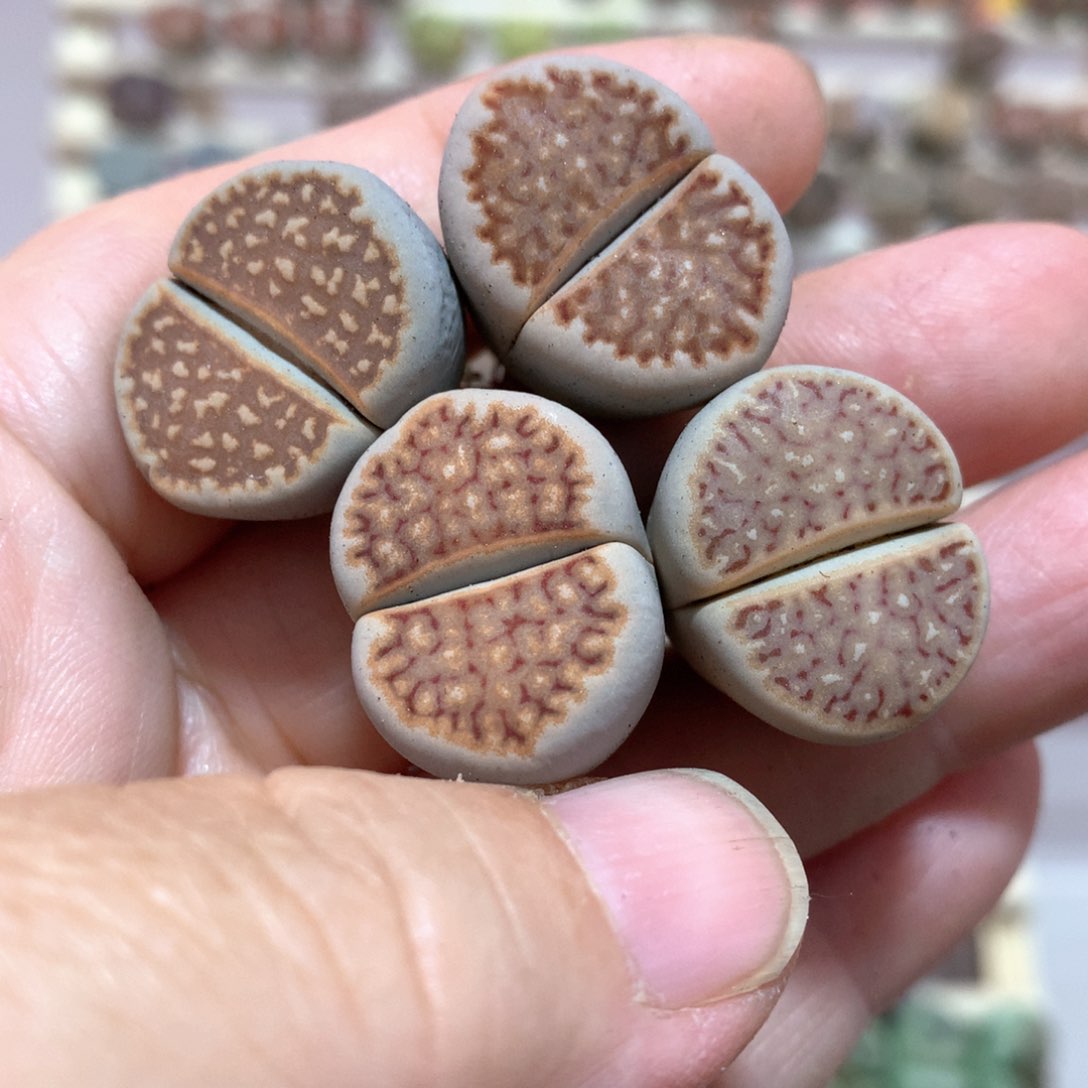 c028-c218橙窗饼干四颗打包