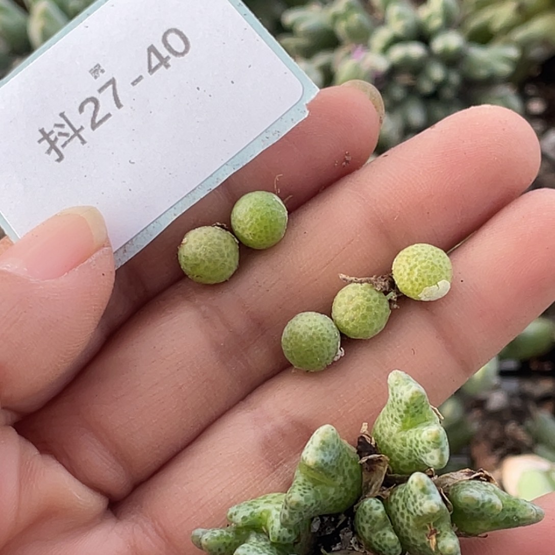 麦****27-40肉锥多肉植物