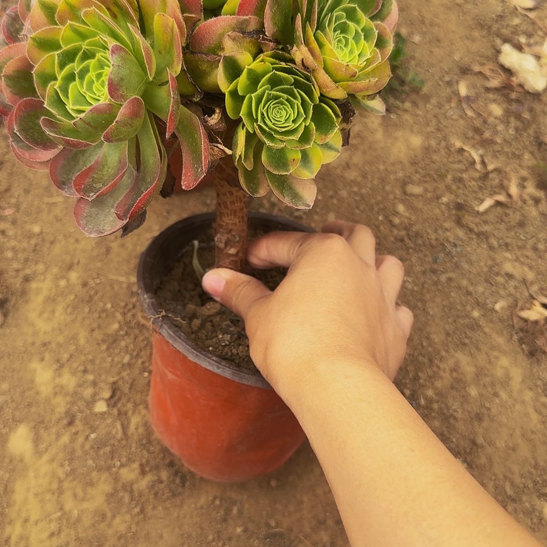 425奶白多肉法师的