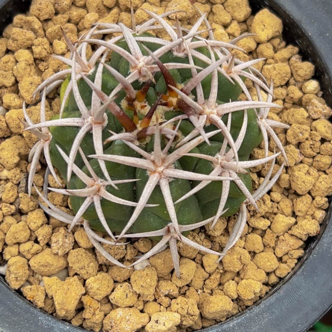 一****）精品碧玉带盆土120