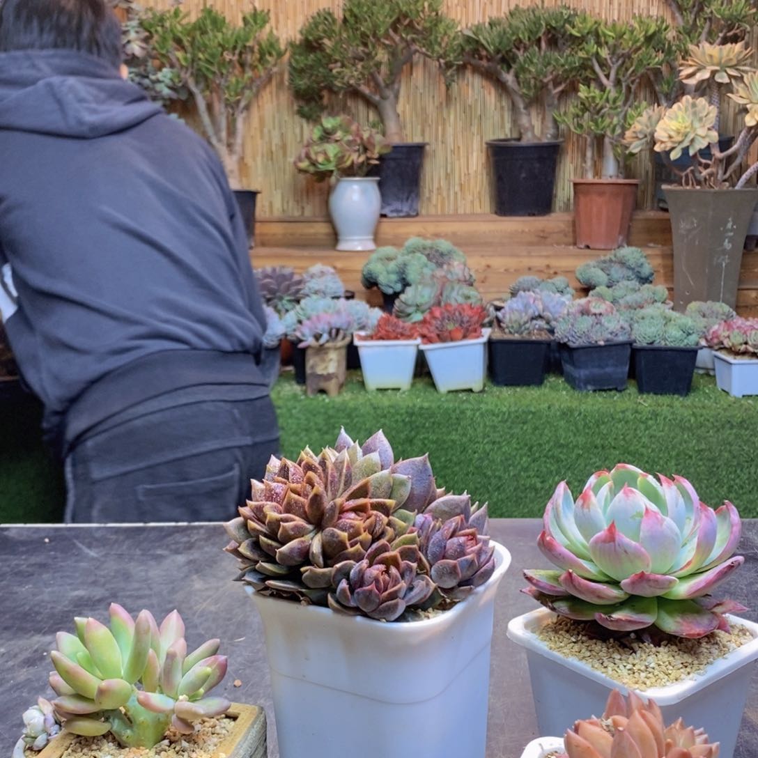 清**桔C149号黑水晶玫瑰多肉