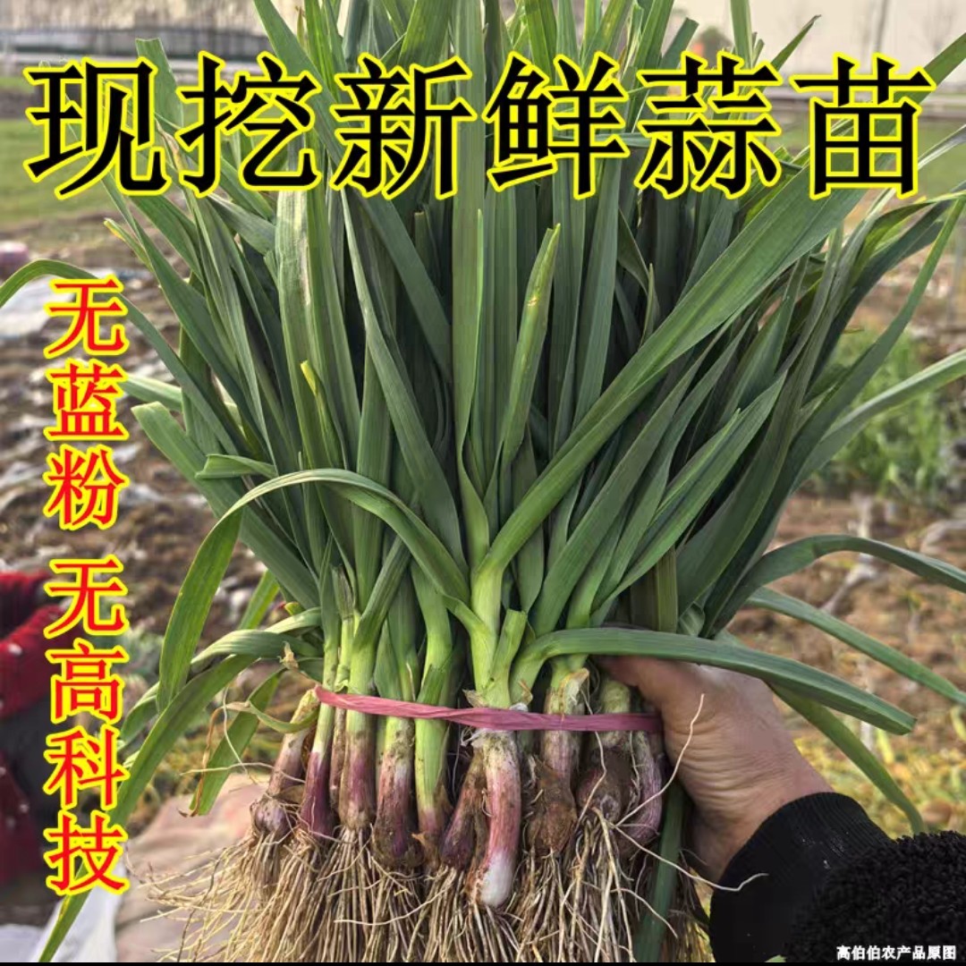 本地农家自种红头蒜苗新鲜带泥带黄叶发货现挖现发当季蔬菜