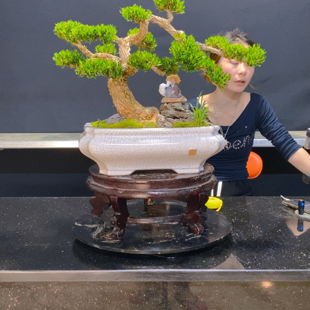 绿植黄杨盆景雀舌软枝