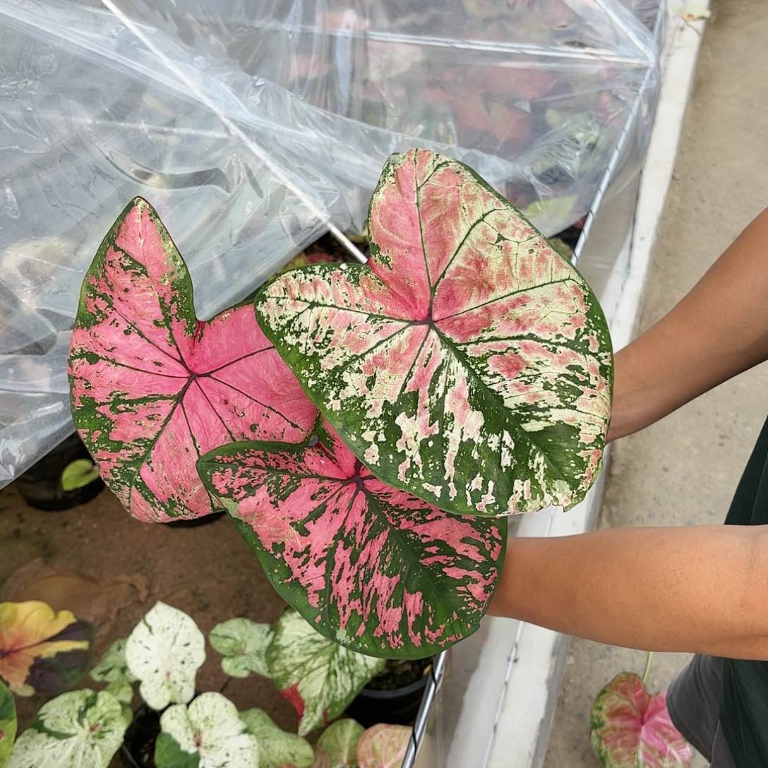 泰国彩叶芋18-0116