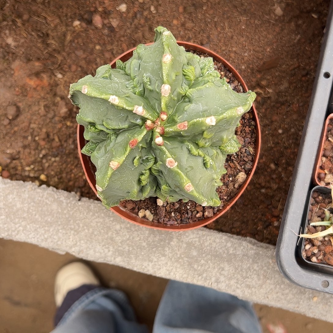 相****实生鸾凤玉一物一拍