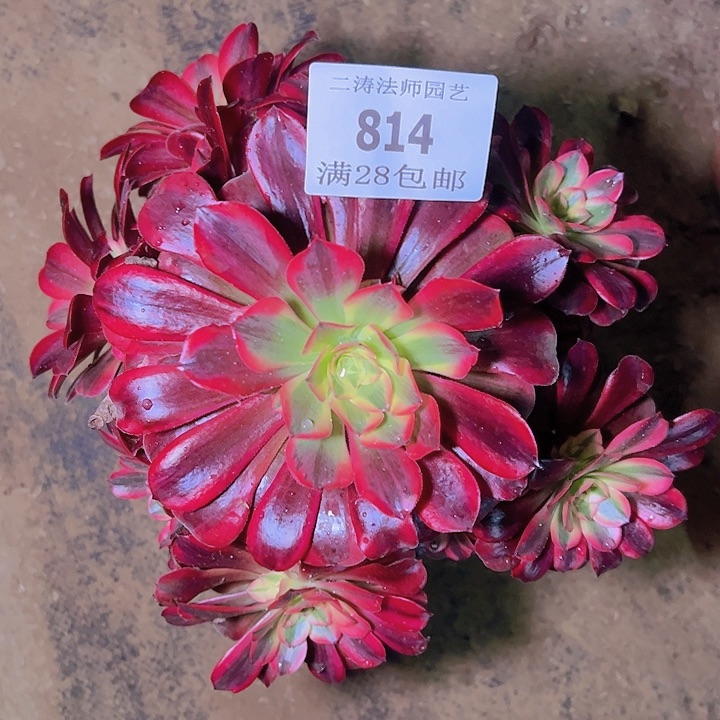 814美杜莎多肉植物老桩