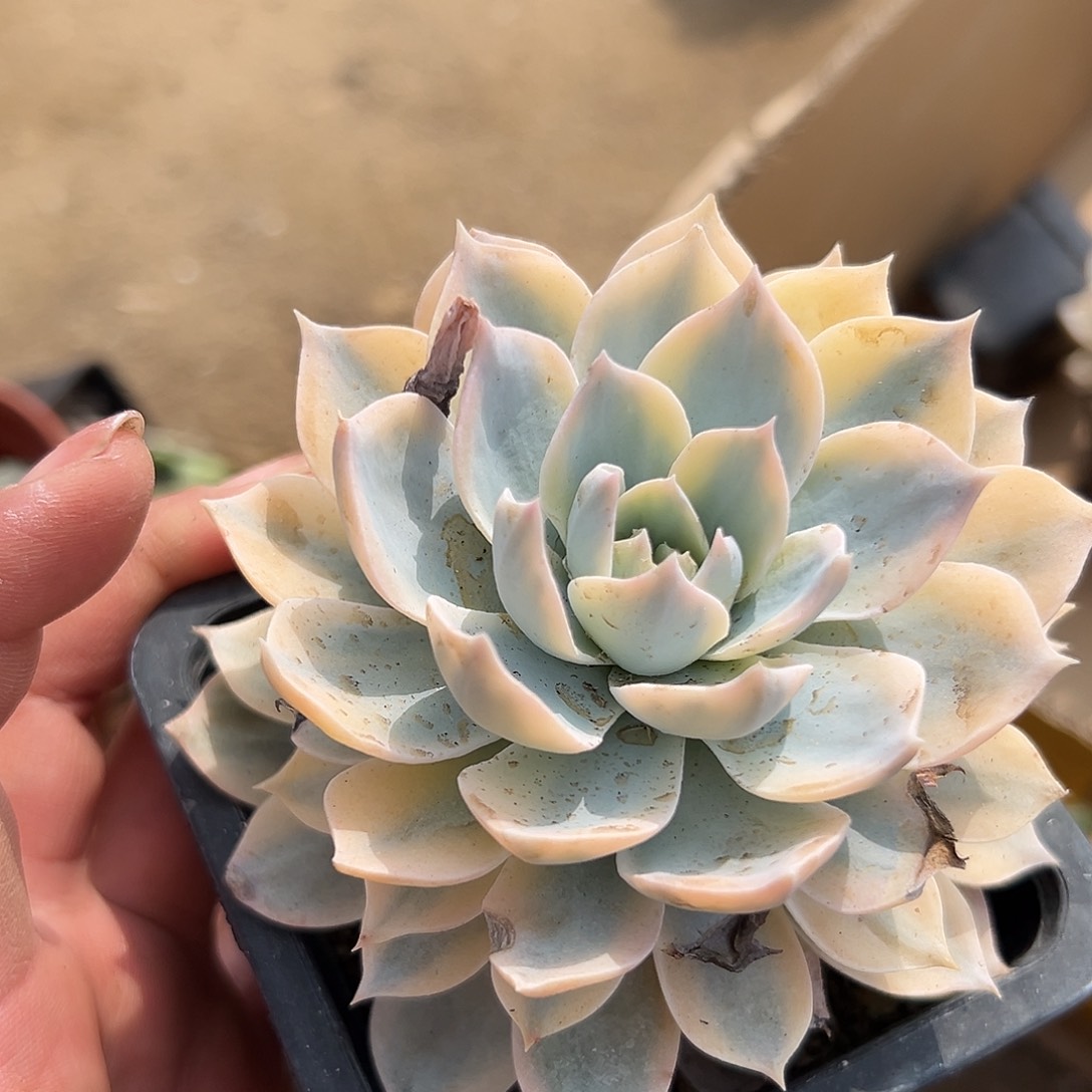 多肉植物多肉植物