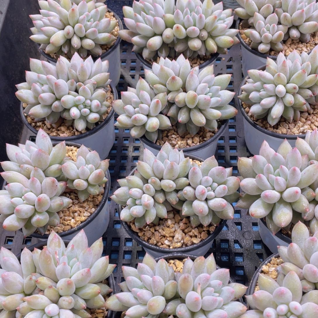 量拍53号 奶油所罗门多头群一个