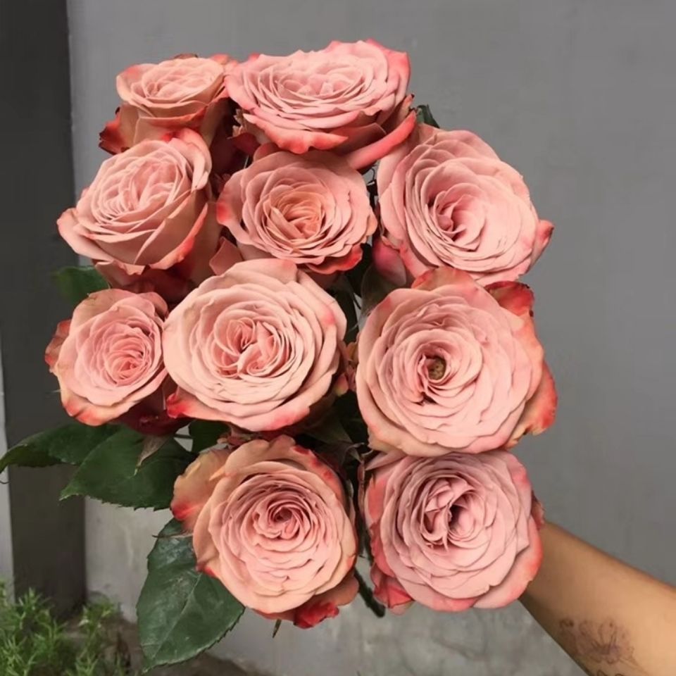 【卡布奇诺】单头玫瑰    家养鲜花云南基地直发