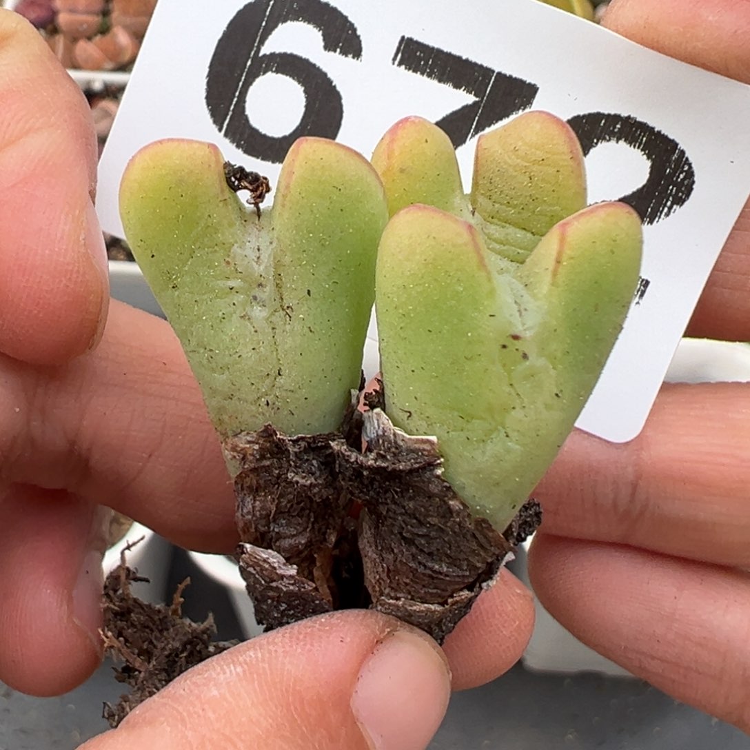 2.15好看的多肉672