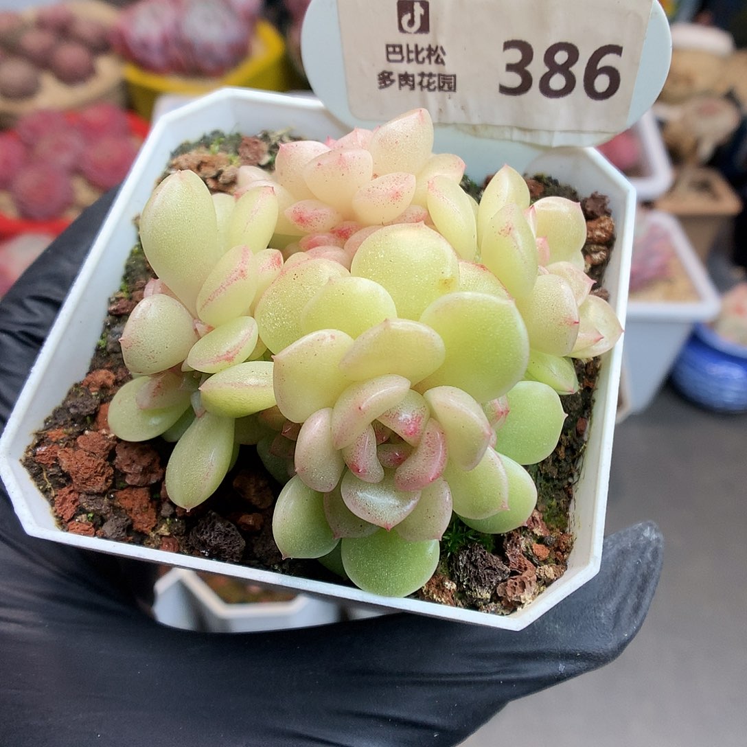 386 灯泡叶麦杆多肉