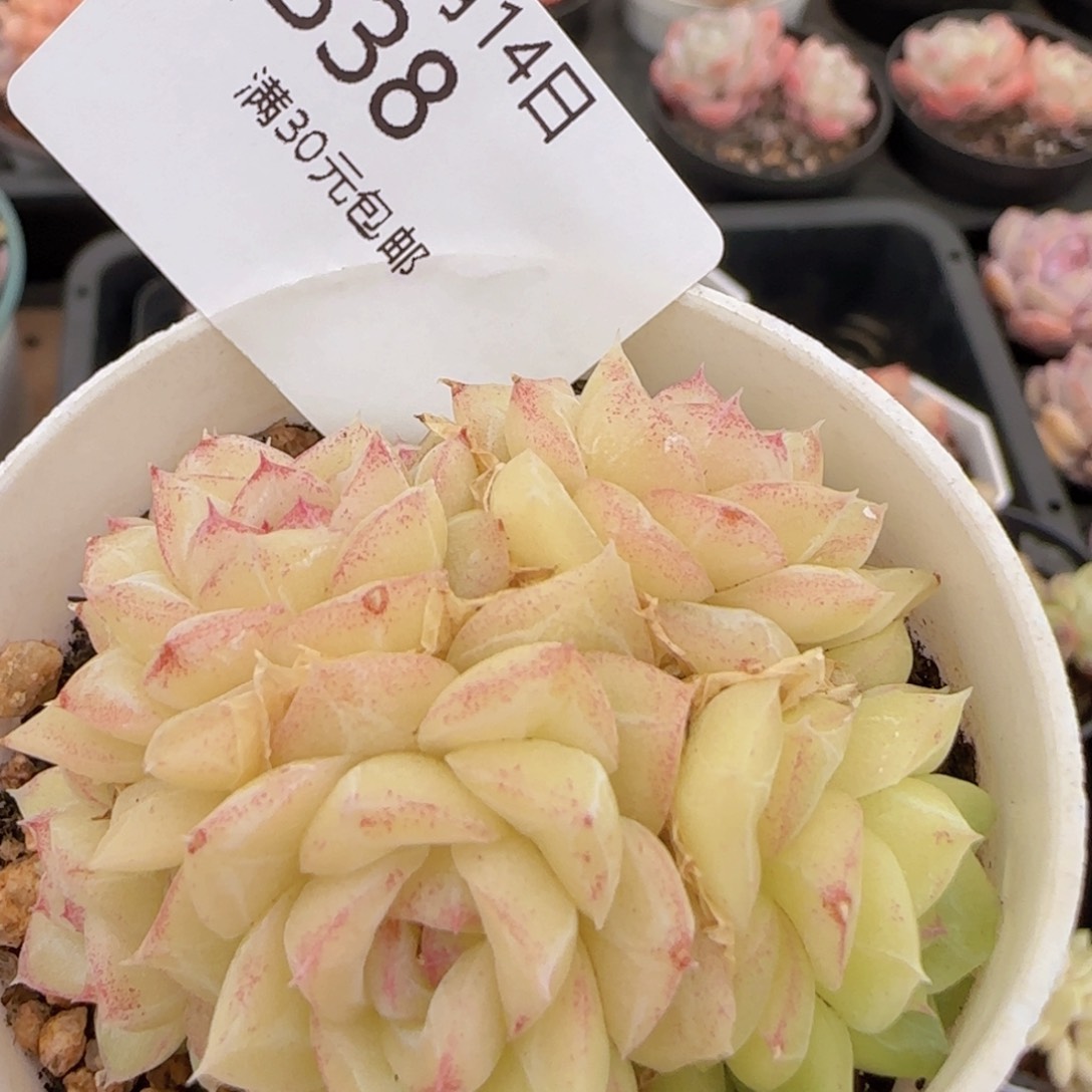 白天鹅麦秆群一颗脱土