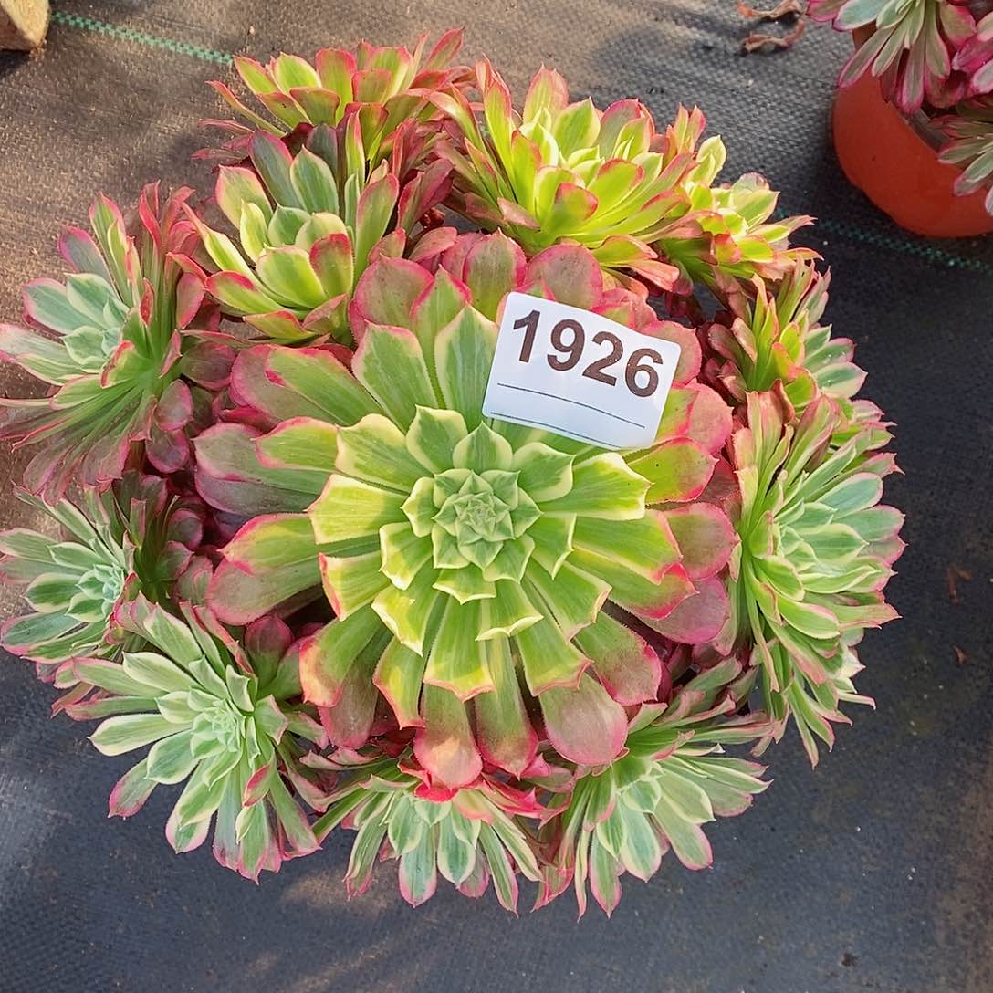 红陶1926天合3多肉