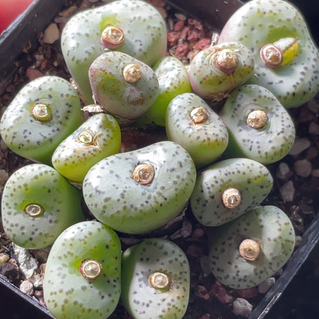 6厘米盆安贞老群～8