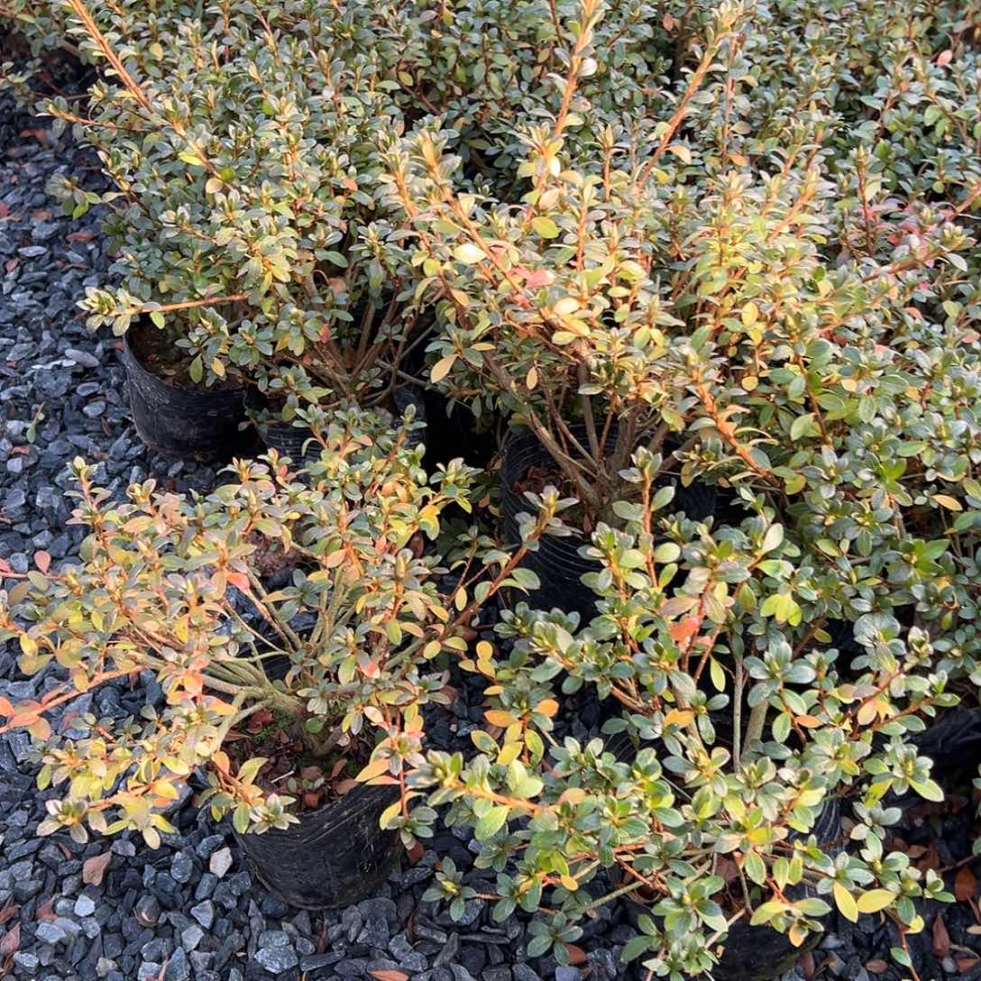 无花朵盆景皋月杜鹃菊姬