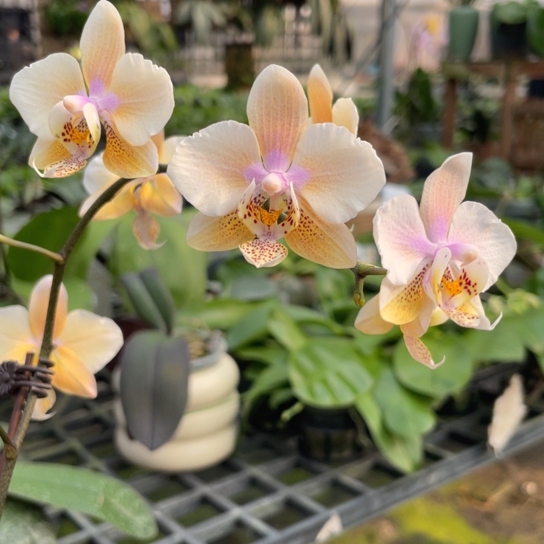 当前无花栽培后可以开花23PU，M405西交香妃史，2.5杯抽梗苗