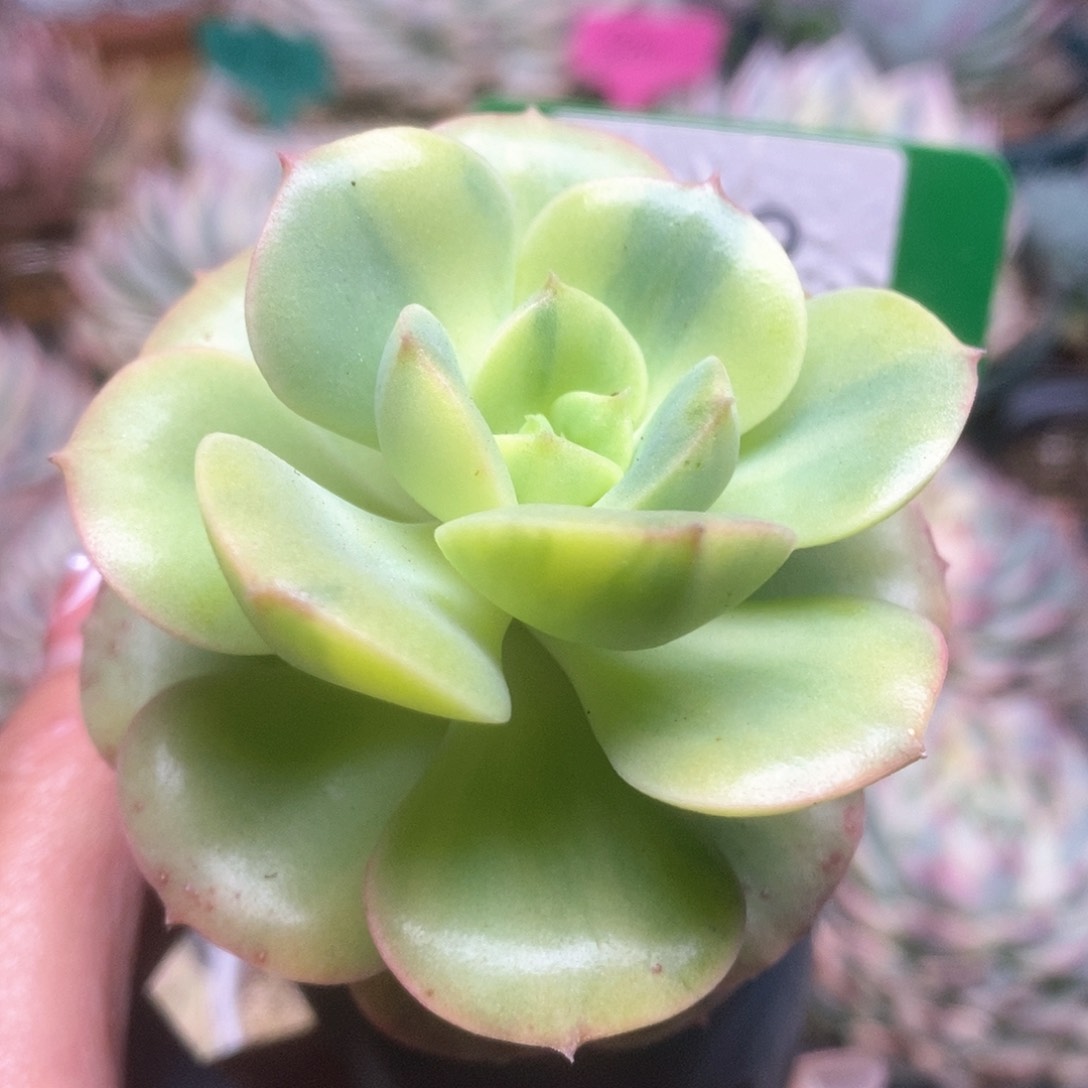 028尼克沙拉锦锦锦锦锦