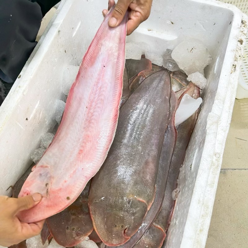 （3斤以上-4斤以上现称）渤海湾新鲜鳎目鱼冷鲜发货