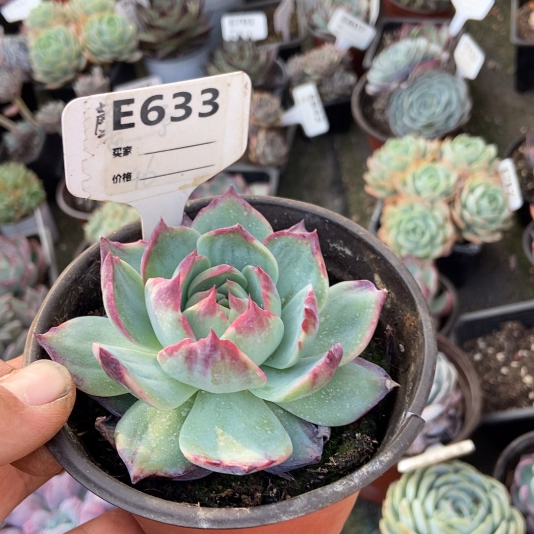 惊鸿一瞥633号多肉