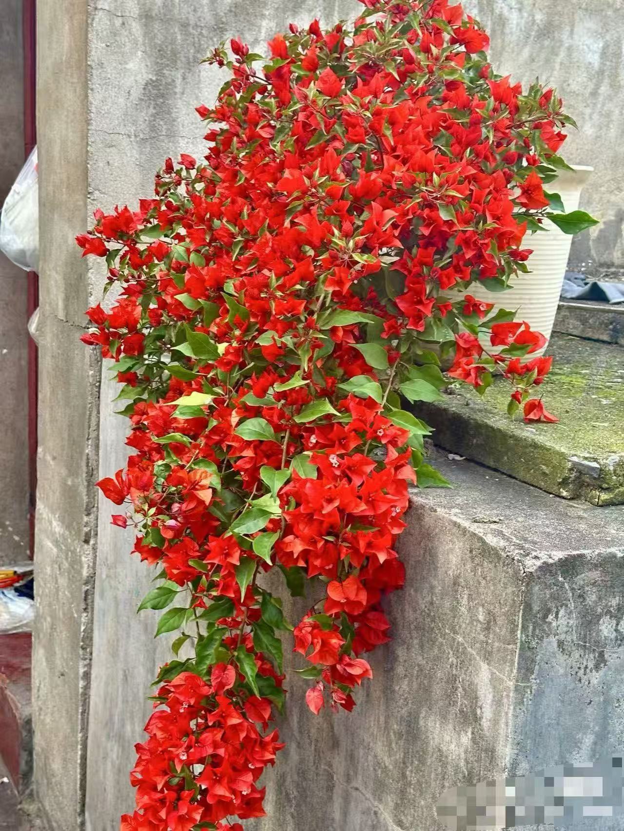 热火桑巴三角梅老桩一物一拍阳台庭院爬藤飘枝四季开花原盆发货