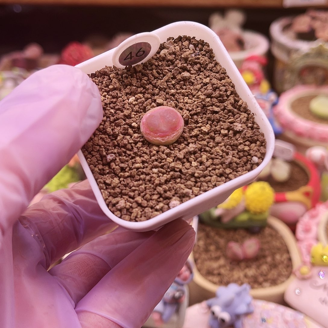 46号三年半以上大王登