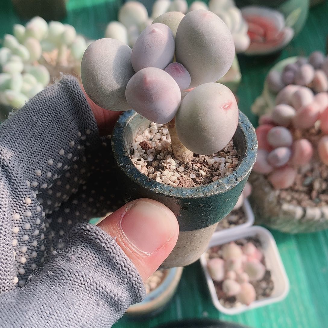 米可奶酪一物一拍