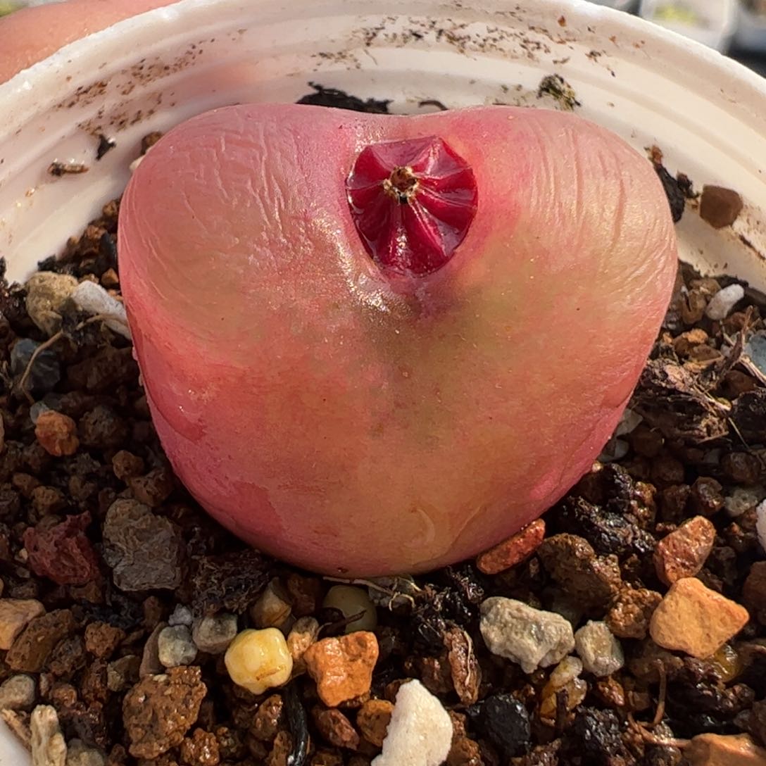 062多肉植物百科