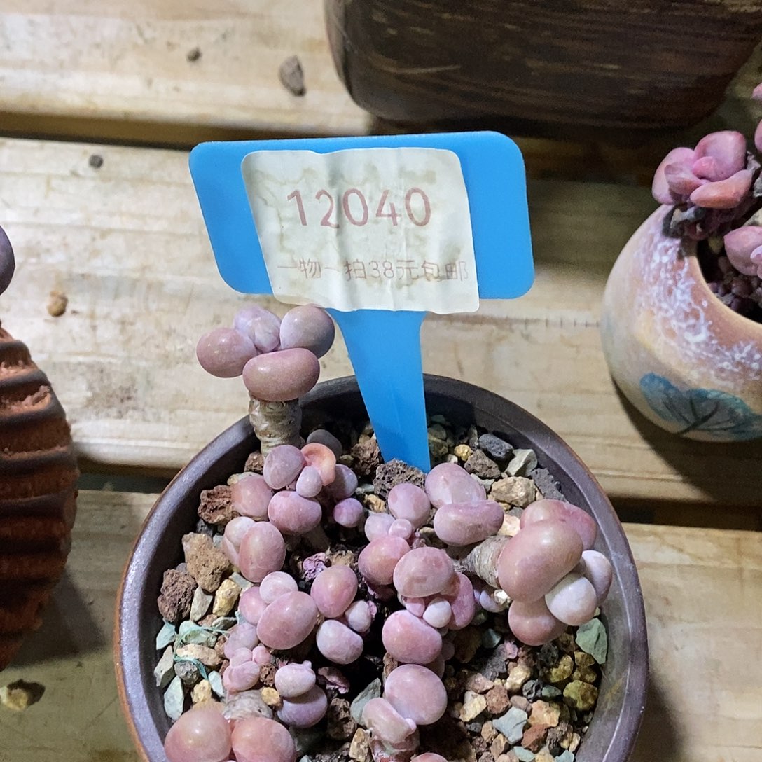 12040凹凸面小雨中介璐璐