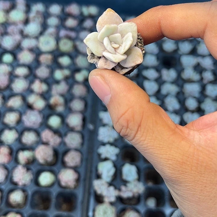 饺子皮 满10颗包邮
