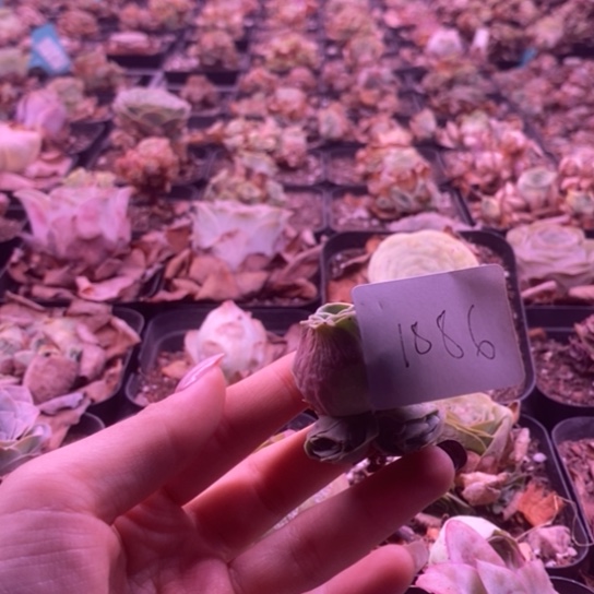 1886玫瑰玫瑰玫瑰玫瑰