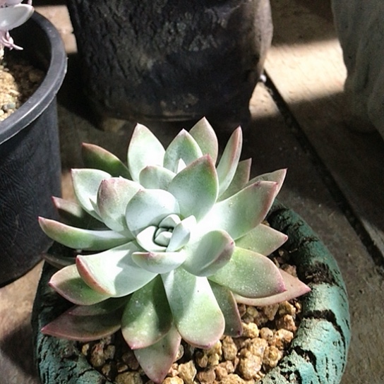 苹果叶仙女棒杯杯 