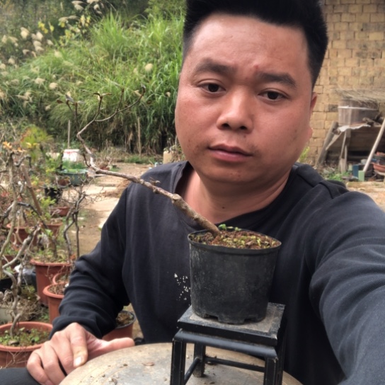 无花朵盆景盆栽（不退不换不包成活率）