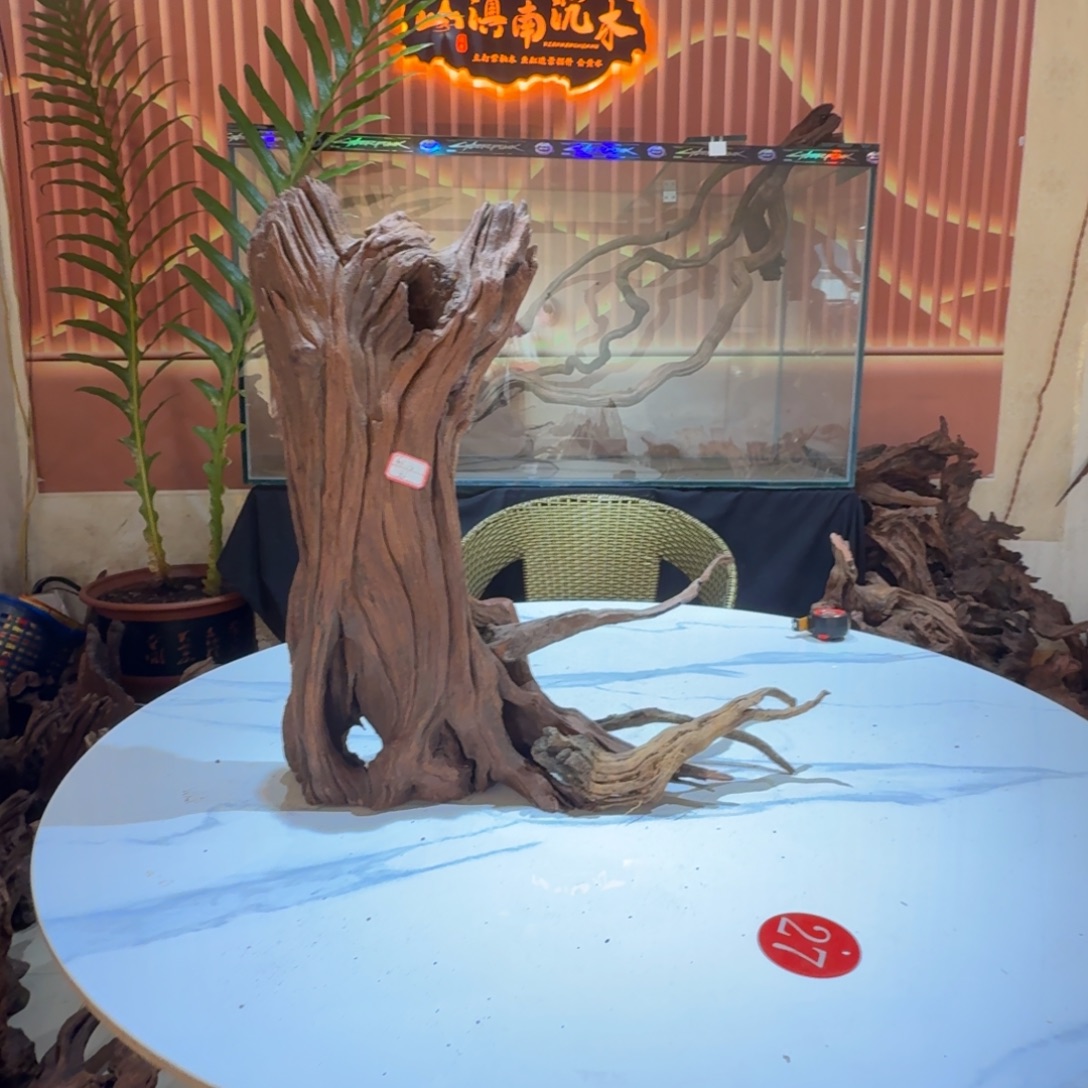 不***菜香榧木一物一拍鱼缸造景