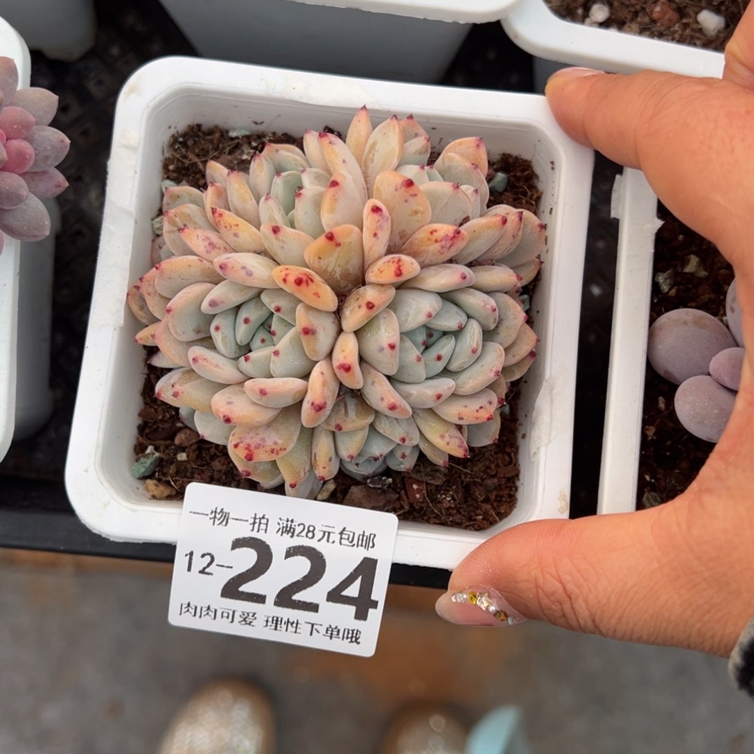 雪爪多肉多肉多肉多