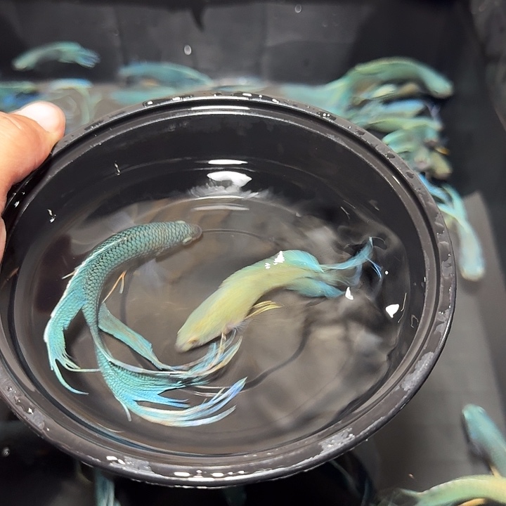 斗鱼直播间对图无纹蓝2