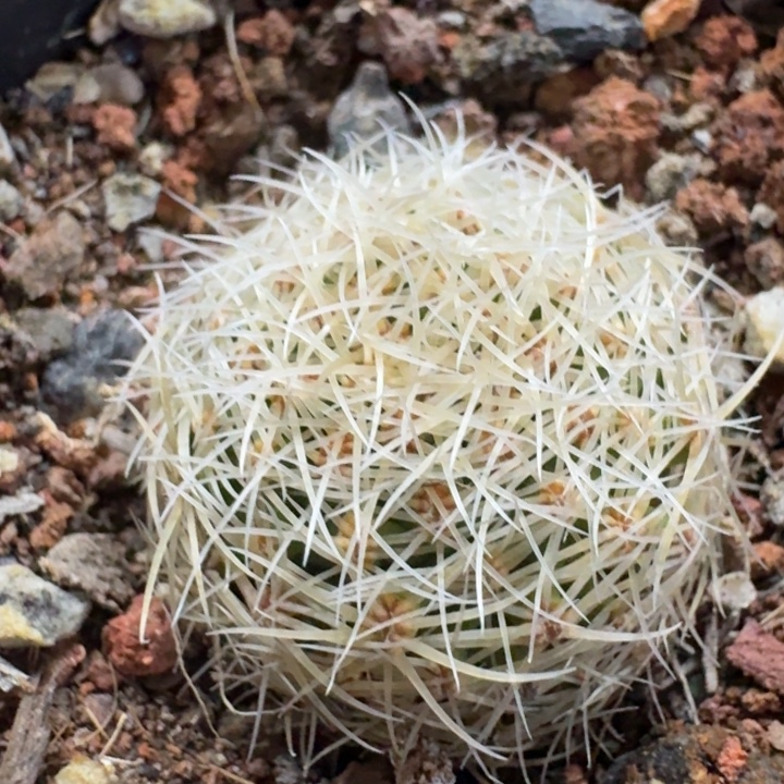 白豹丸实生仙人球 