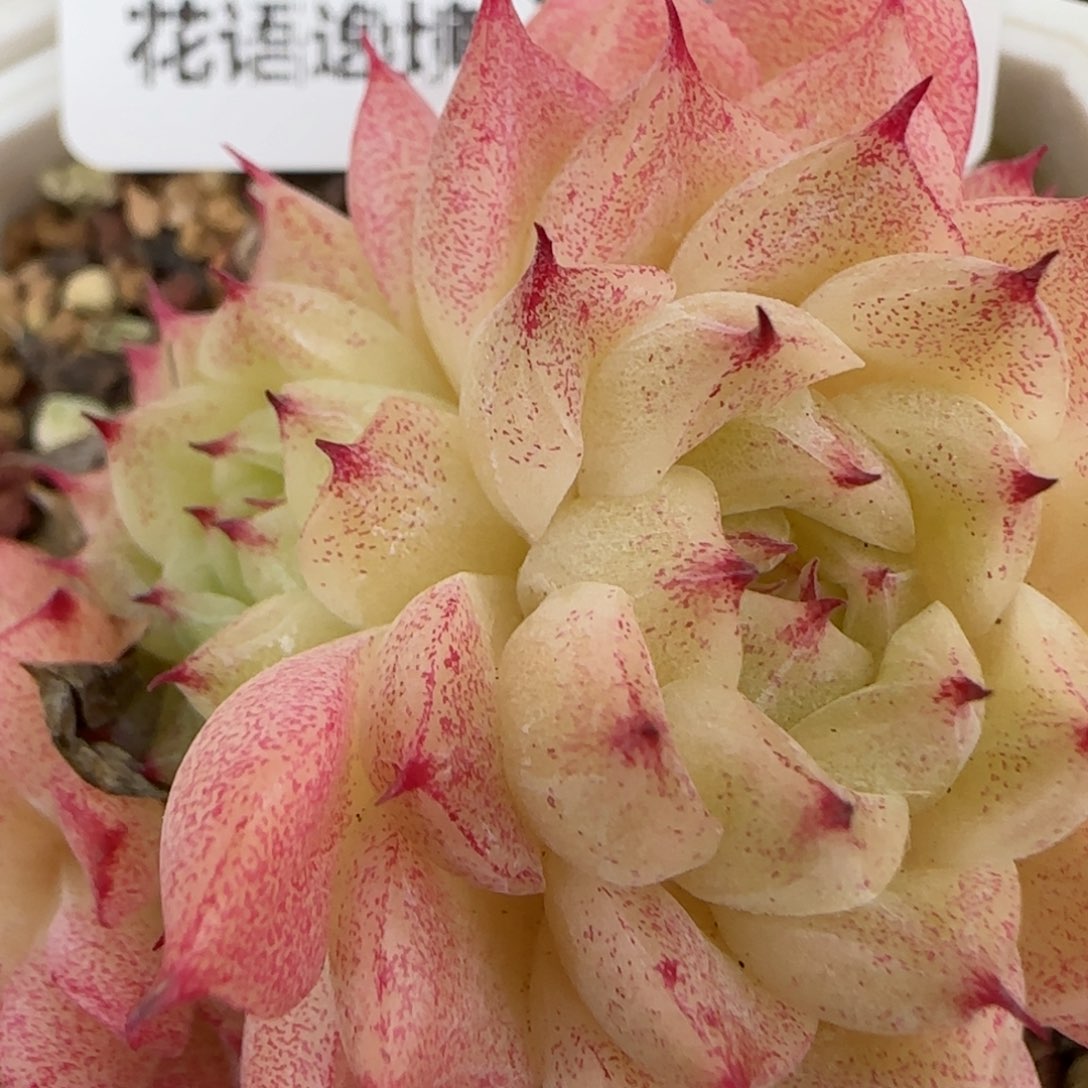 花语逸镜0203-426