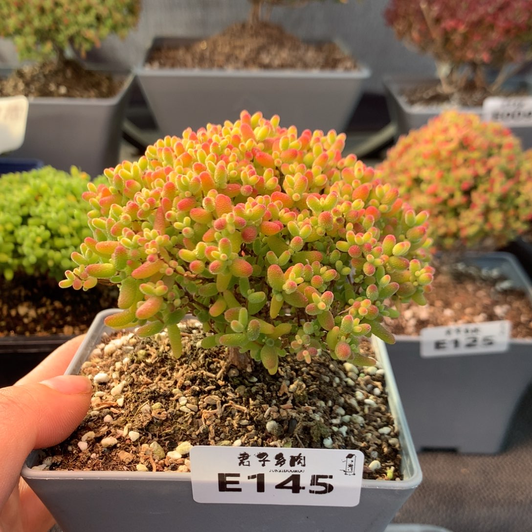 145蜜橘糖球      福利    