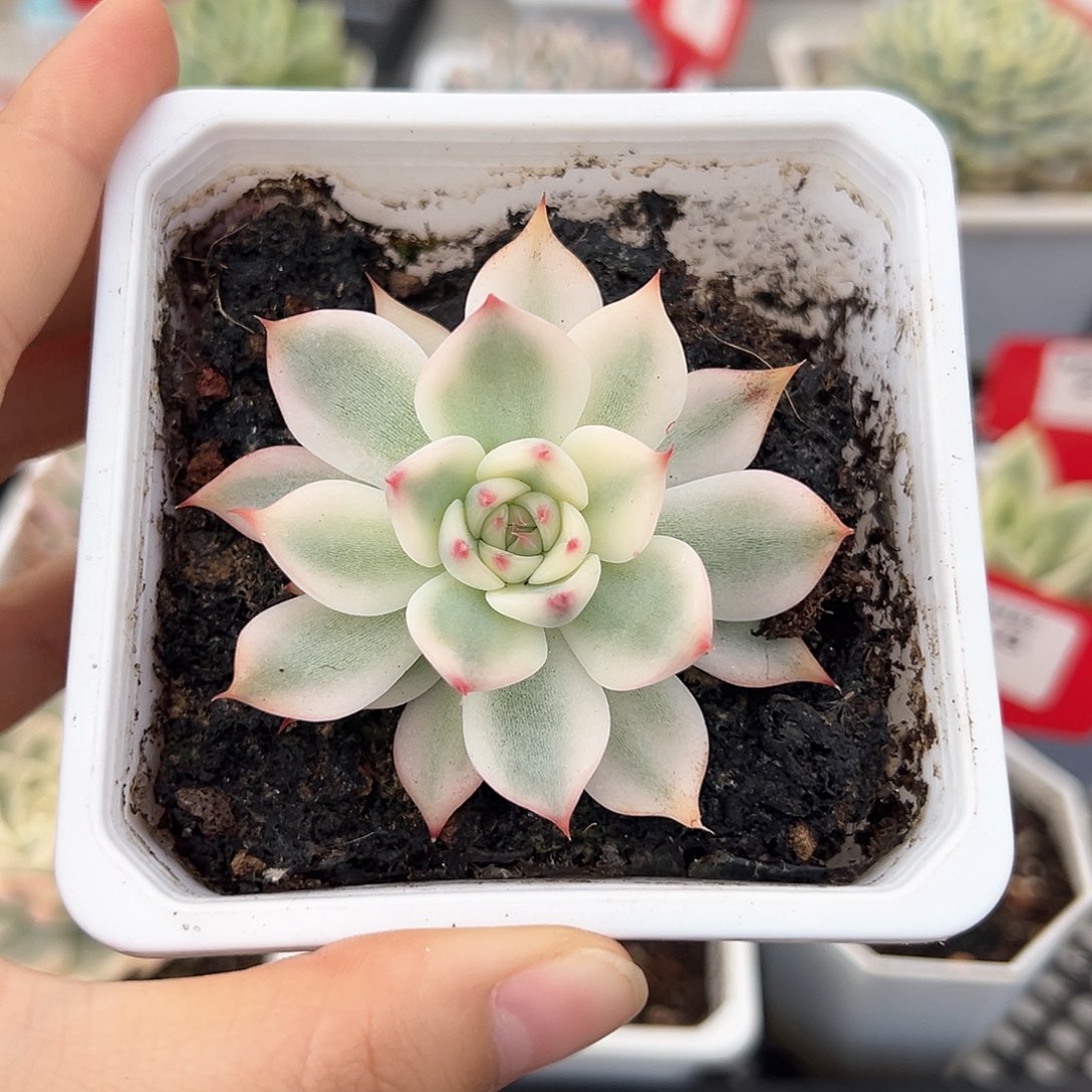 吉娃娃锦多肉植物