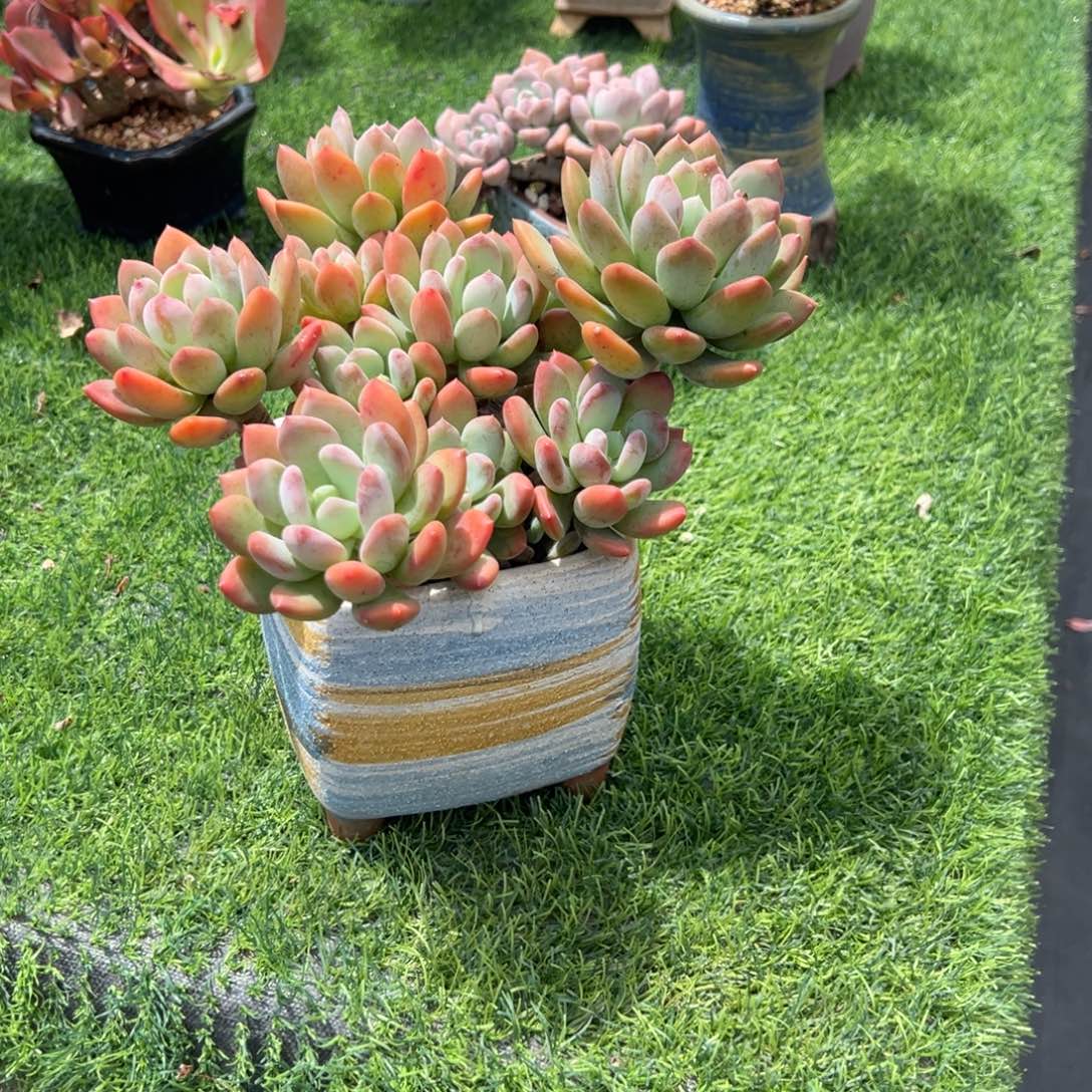 一***吧灰姑娘多肉植物脱土