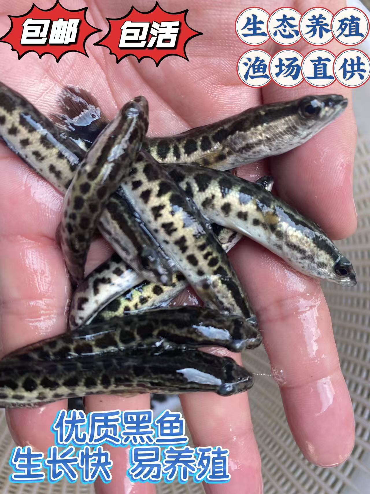 广东黑鱼生鱼乌鱼财鱼古法养鱼溪流缸国产雷龙淡水观赏冬天可养殖