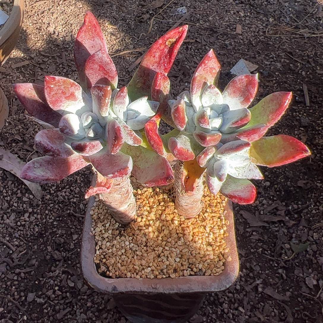 4396初霜仙女杯多肉