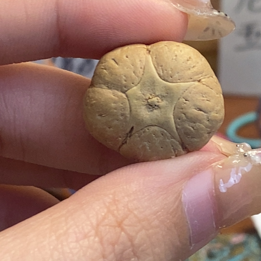 吊坠凤眼菩提五星