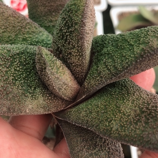 黑鹰转短叶旋转蜗牛