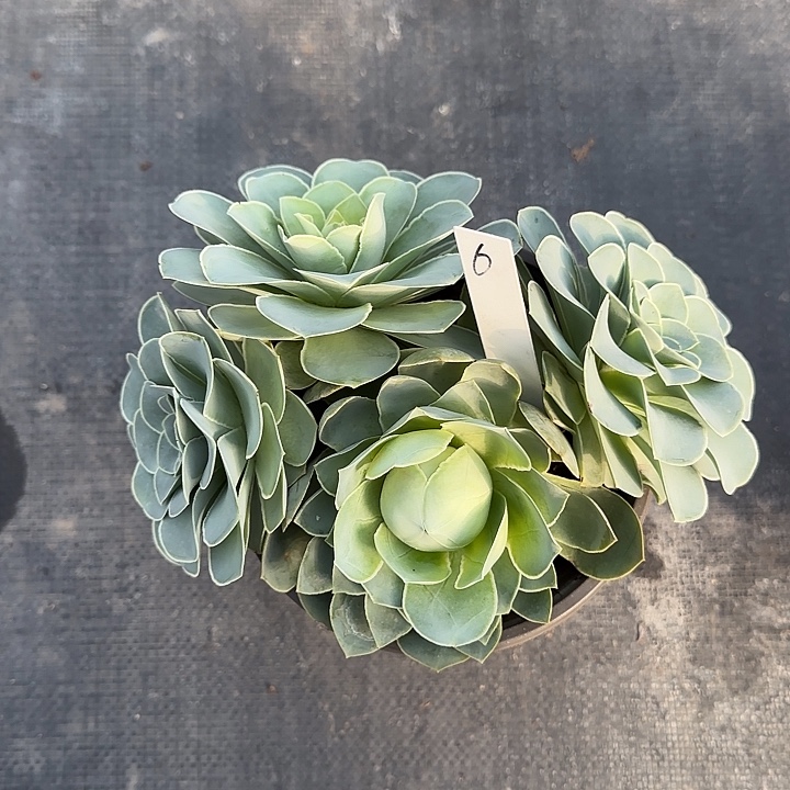 山地玫瑰一物一拍，脱土发，6号，不包断侧芽